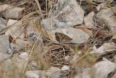 Pyronia cecilia