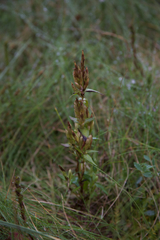 Gentianella amarella septentrionalis