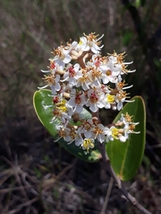 Miconia fallax