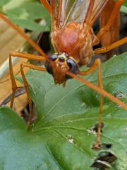 Enicospilus texanus