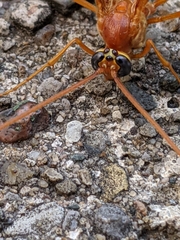 Enicospilus texanus