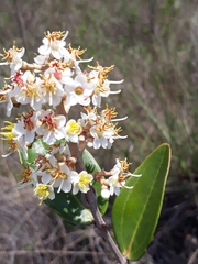 Miconia fallax
