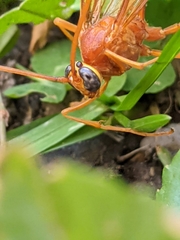 Enicospilus texanus