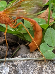 Enicospilus texanus