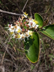 Miconia fallax