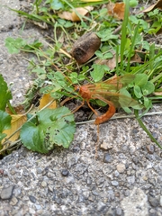 Enicospilus texanus