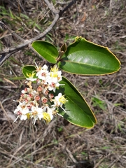 Miconia fallax