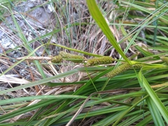 Carex goyenii