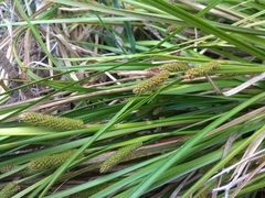 Carex goyenii