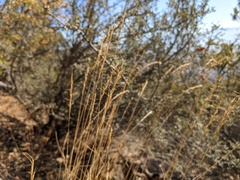 Pseudoroegneria spicata spicata