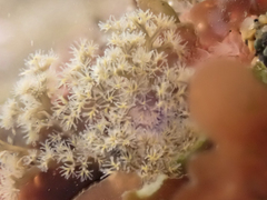 Themiste pyroides