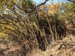 Pseudoroegneria spicata spicata