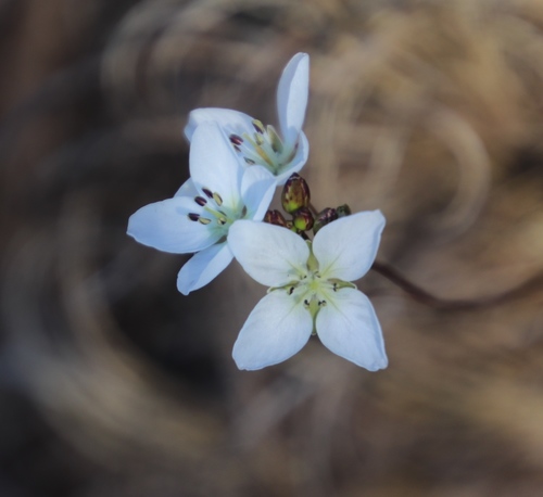 Image of Heliophila meyeri by (c) Tony Rebelo, some rights reserved (CC BY-SA)