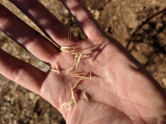 Pseudoroegneria spicata spicata