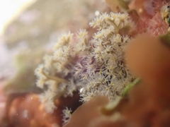 Themiste pyroides