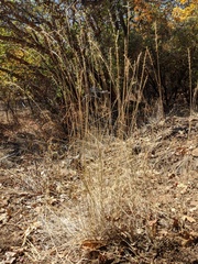 Pseudoroegneria spicata spicata