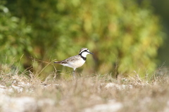 Charadrius thoracicus