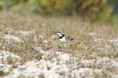 Charadrius thoracicus