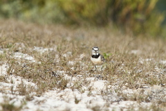 Charadrius thoracicus