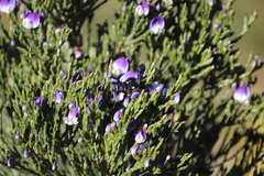 Psoralea congesta