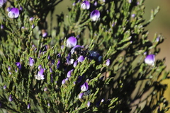 Psoralea congesta