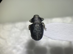 Miloderes amargosensis