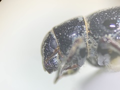 Miloderes amargosensis