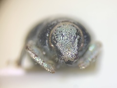 Miloderes amargosensis