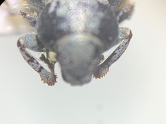 Miloderes amargosensis