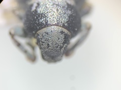 Miloderes amargosensis