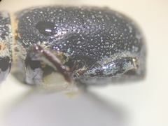 Miloderes amargosensis