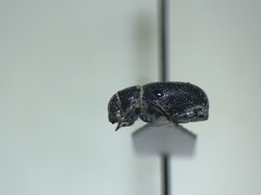 Miloderes amargosensis