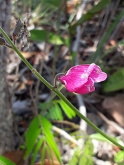 Galactia peduncularis