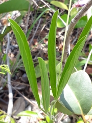 Galactia peduncularis