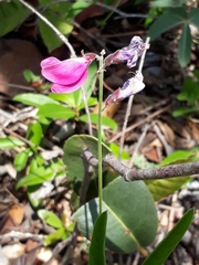 Galactia peduncularis