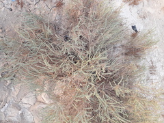 Halocnemum strobilaceum
