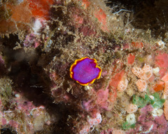 Pseudoceros ferrugineus