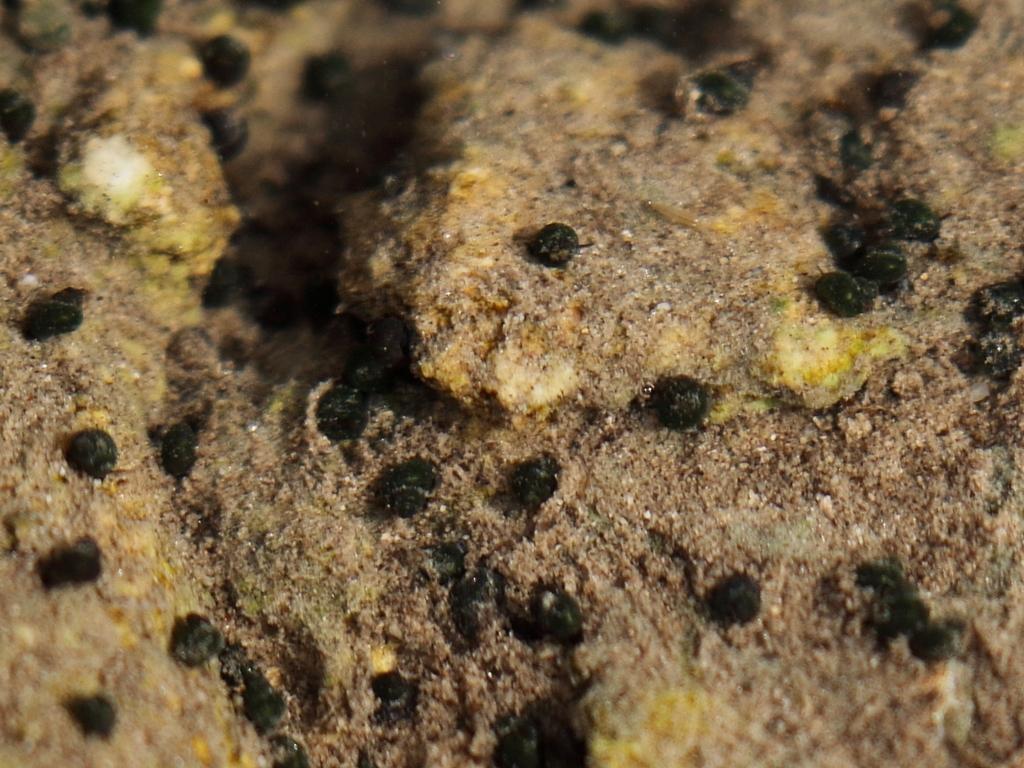 Bythinella pannonica