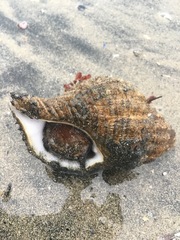 Fusitriton oregonensis