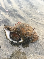 Fusitriton oregonensis