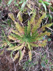 Selaginella lepidophylla