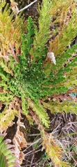 Selaginella lepidophylla