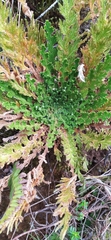 Selaginella lepidophylla