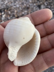 Semicassis centiquadrata