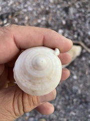 Semicassis centiquadrata