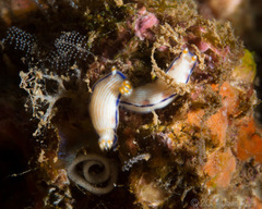 Hypselodoris peasei