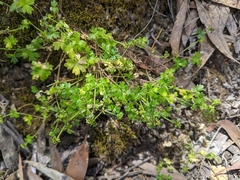 Hydrocotyle foveolata