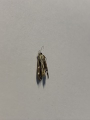 Hymeniini