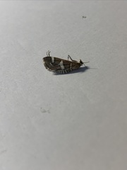 Hymeniini