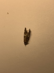 Hymeniini
